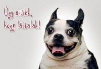 /album/allat-parade/vicces-allatok-jpg/