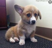 /album/allat-parade/images-jpg/