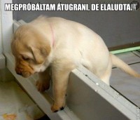 /album/allat-parade/megprobaltam-atugrani-jpg/