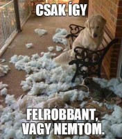 /album/allat-parade/robbankuty-jpg/