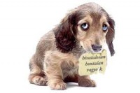 /album/fenykepgaleria/images001-jpeg/