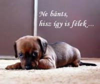 /album/fenykepgaleria/images006-jpeg/